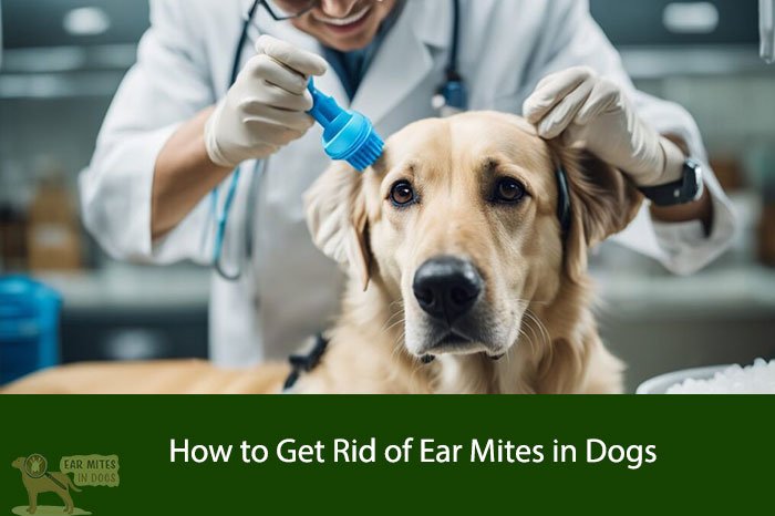 How to Get Rid of Ear Mites in Dogs?