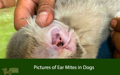 Pictures of Ear Mites in Dogs