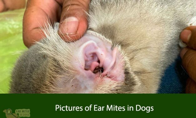 Pictures of Ear Mites in Dogs