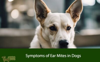 Symptoms of Ear Mites in Dogs