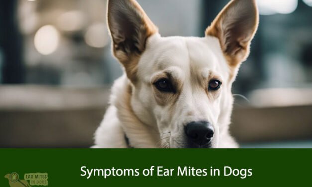 Symptoms of Ear Mites in Dogs