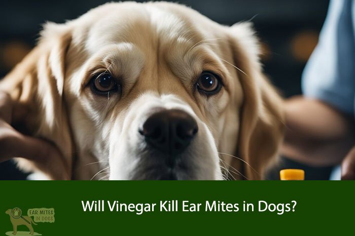 Will Vinegar Kill Ear Mites in Dogs?